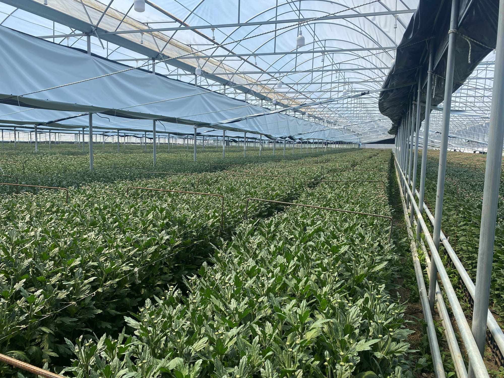 Aydın Grow'un Simav'daki modern serasında kasımpatı üretim alanı